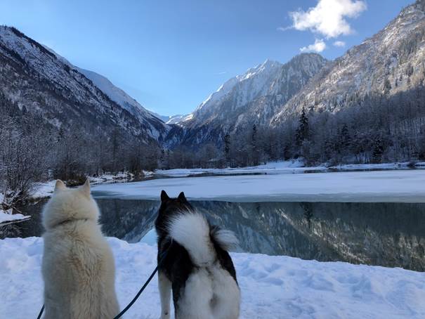 DogMountainExperience week